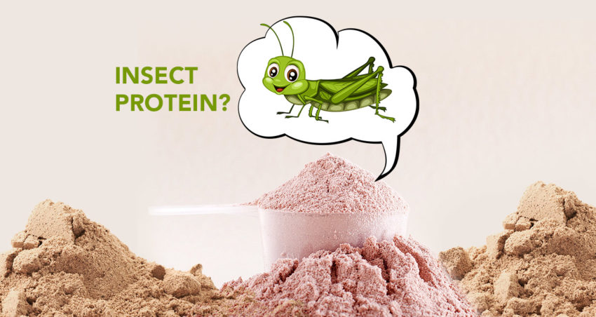 Insect protein trend FI
